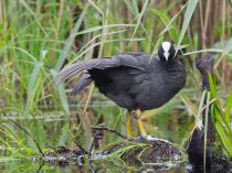 Лысуха Fulica atra
Filename=IMG_1155.jpg
Filesize=365KB
Dimensions=900x676
Date added=Jun 23, 2013 IMG_1155.jpg