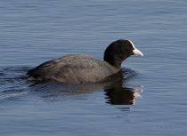 Лысуха Fulica atra
Filename=IMG_4296.jpg
Filesize=122KB
Dimensions=900x659
Date added=Apr 24, 2010 IMG_4296.jpg