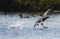Лысуха Fulica atra
Filename=IMG_5527.jpg
Filesize=200KB
Dimensions=900x593
Date added=Aug 30, 2015 IMG_5527.jpg