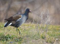 КамыШница Gallinula chloropus azer2017
Filename=8Z2A0681.jpg
Filesize=284KB
Dimensions=900x667
Date added=Mar 04, 2017 8Z2A0681.jpg