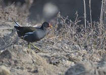 КамыШница Gallinula chloropus azer2017
Filename=8Z2A0694.jpg
Filesize=317KB
Dimensions=900x640
Date added=Mar 04, 2017 8Z2A0694.jpg