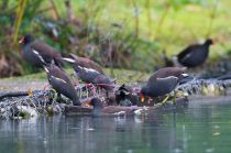 Камышница Gallinula chloropus sochi2019
Filename=8Z2A6250.jpg
Filesize=213KB
Dimensions=900x598
Date added=Jan 08, 2019 8Z2A6250.jpg