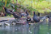 Камышница Gallinula chloropus sochi2019
Filename=8Z2A6255.jpg
Filesize=226KB
Dimensions=900x598
Date added=Jan 08, 2019 8Z2A6255.jpg