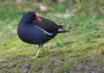 Камышница Gallinula chloropus sochi2019
Filename=8Z2A6334.jpg
Filesize=269KB
Dimensions=900x641
Date added=Jan 08, 2019 8Z2A6334.jpg