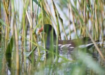 КамыШница Gallinula chloropus
Filename=8Z2A6529.jpg
Filesize=263KB
Dimensions=900x647
Date added=Jun 14, 2018 8Z2A6529.jpg