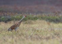 Канадский журавль Grus canadensis yakutia2018
Filename=8Z2A3216.jpg
Filesize=210KB
Dimensions=900x644
Date added=Jan 08, 2019 8Z2A3216.jpg