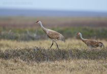 Канадский журавль Grus canadensis yakutia2018
Filename=8Z2A3318.jpg
Filesize=235KB
Dimensions=900x623
Date added=Jan 08, 2019 8Z2A3318.jpg