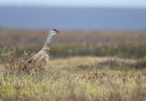 Канадский журавль Grus canadensis yakutia2018
Filename=8Z2A3337.jpg
Filesize=172KB
Dimensions=900x624
Date added=Jan 08, 2019 8Z2A3337.jpg