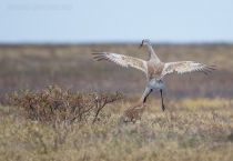 Канадский журавль Grus canadensis yakutia2018
Filename=8Z2A3409.jpg
Filesize=188KB
Dimensions=900x625
Date added=Jan 08, 2019 8Z2A3409.jpg