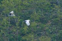 Журавль японский Grus japonensis sakhalin2017
Filename=8Z2A0011.jpg
Filesize=296KB
Dimensions=900x604
Date added=Jan 10, 2018 8Z2A0011.jpg