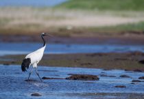Журавль японский Grus japonensis sakhalin2017
Filename=8Z2A1217.jpg
Filesize=151KB
Dimensions=900x625
Date added=Jan 10, 2018 8Z2A1217.jpg
