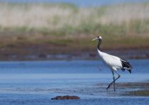 Журавль японский Grus japonensis sakhalin2017
Filename=8Z2A1256.jpg
Filesize=162KB
Dimensions=900x635
Date added=Jan 10, 2018 8Z2A1256.jpg