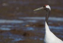 Журавль японский Grus japonensis sakhalin2017
Filename=8Z2A1325.jpg
Filesize=144KB
Dimensions=900x617
Date added=Jan 10, 2018 8Z2A1325.jpg