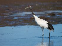 Журавль японский Grus japonensis sakhalin2017
Filename=8Z2A1340.jpg
Filesize=182KB
Dimensions=900x660
Date added=Jan 10, 2018 8Z2A1340.jpg