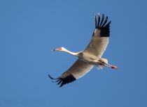 Стерх или белый журавль Grus leucogeranus yakutia2018
Filename=8Z2A0990.jpg
Filesize=93KB
Dimensions=900x661
Date added=Jan 08, 2019 8Z2A0990.jpg