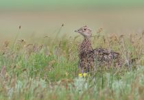 Стрепет Tetrax tetrax kalmykia2016
Filename=8Z2A6545.jpg
Filesize=268KB
Dimensions=900x626
Date added=May 17, 2016 8Z2A6545.jpg