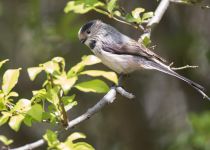 Ополовник Aegithalos caudatus azer2018
Aegithalos caudatus alpinus Hablizl, 1783
Filename=8Z2A1700.jpg
Filesize=198KB
Dimensions=900x643
Date added=Aug 05, 2018 8Z2A1700.jpg