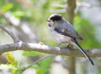 Ополовник Aegithalos caudatus azer2018
Aegithalos caudatus alpinus Hablizl, 1783
Filename=8Z2A1728.jpg
Filesize=177KB
Dimensions=900x660
Date added=Aug 05, 2018 8Z2A1728.jpg