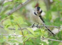 Ополовник Aegithalos caudatus azer2018
Aegithalos caudatus alpinus Hablizl, 1783
Filename=8Z2A1805.jpg
Filesize=180KB
Dimensions=900x653
Date added=Aug 05, 2018 8Z2A1805.jpg
