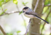 Ополовник Aegithalos caudatus azer2018
Filename=8Z2A1826.jpg
Filesize=138KB
Dimensions=900x626
Date added=Aug 05, 2018 8Z2A1826.jpg