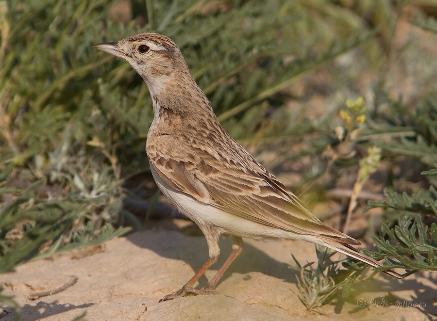 Жаворонок малый (Calandrella cinerea)
Calandrella cinerea longipennis Eversmann, 1848
Keywords: Жаворонок малый Calandrella cinerea kz2010