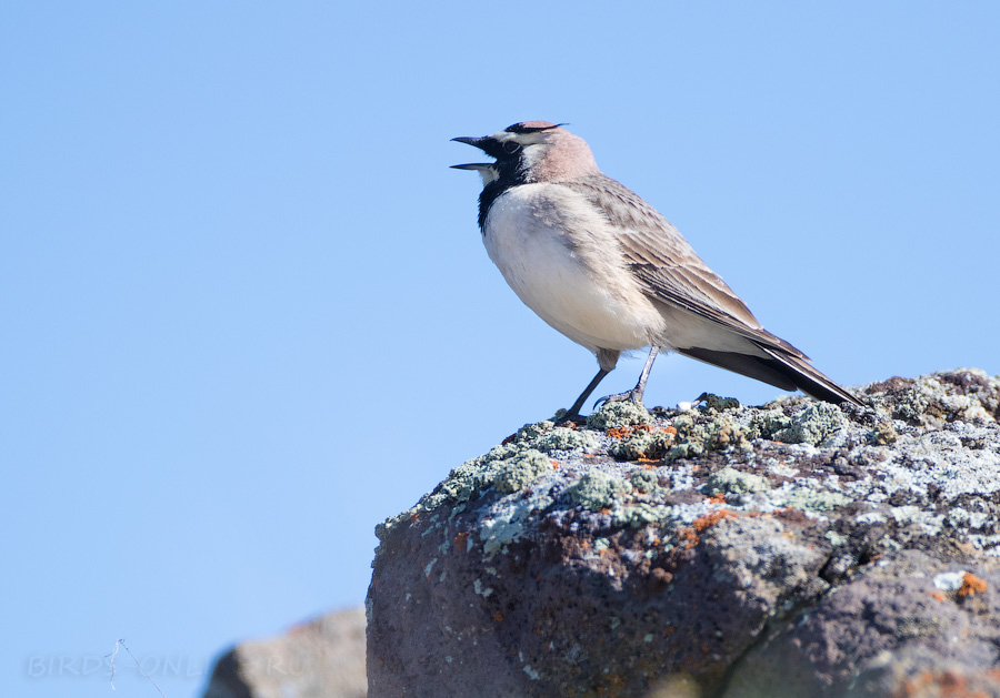 Рогатый жаворонок (Eremophila alpestris)
Eremophila alpestris penicillata Gould, 1838
Keywords: Рогатый жаворонок Eremophila alpestris azer2018