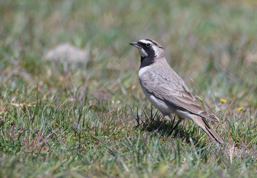 Рогатый жаворонок (Eremophila alpestris)
Eremophila alpestris penicillata Gould, 1838
Keywords: Рогатый жаворонок Eremophila alpestris azer2018