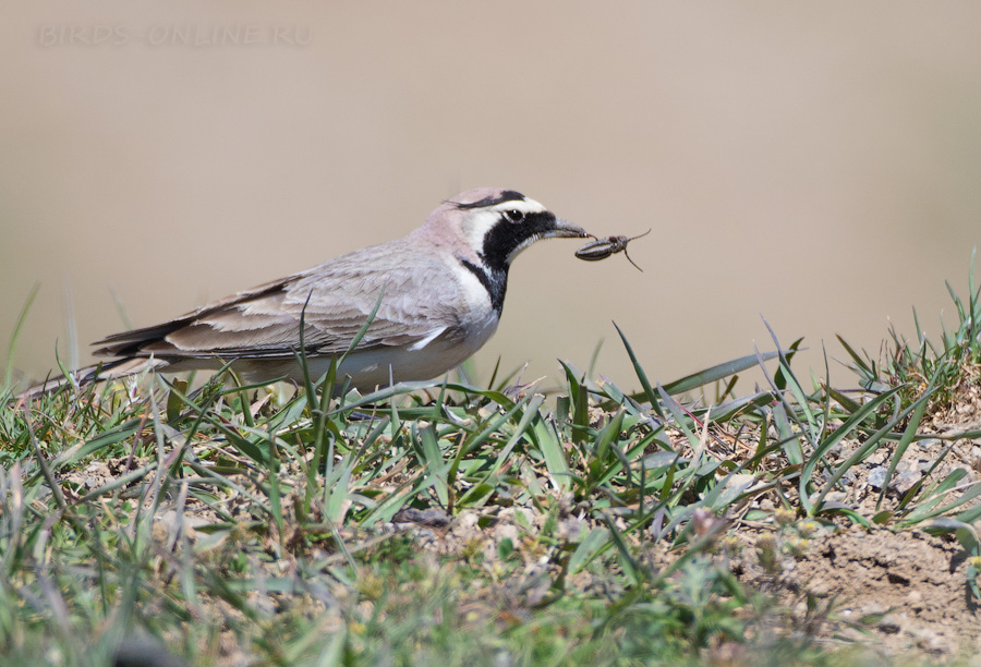 Рогатый жаворонок (Eremophila alpestris)
Eremophila alpestris penicillata Gould, 1838
Keywords: Рогатый жаворонок Eremophila alpestris azer2018