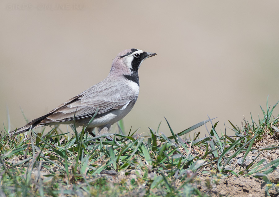 Рогатый жаворонок (Eremophila alpestris)
Eremophila alpestris penicillata Gould, 1838
Keywords: Рогатый жаворонок Eremophila alpestris azer2018