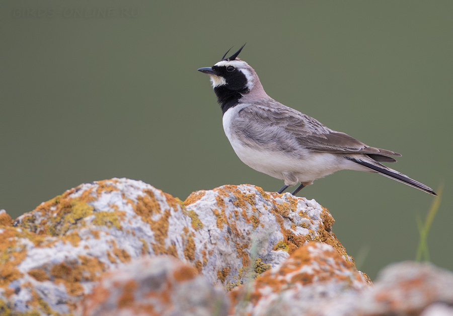 Рогатый жаворонок (Eremophila alpestris)
Keywords: Рогатый жаворонок Eremophila alpestris azer2018