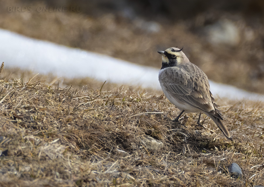 Рогатый жаворонок (Eremophila alpestris)
Keywords: Рогатый жаворонок Eremophila alpestris osetia2020