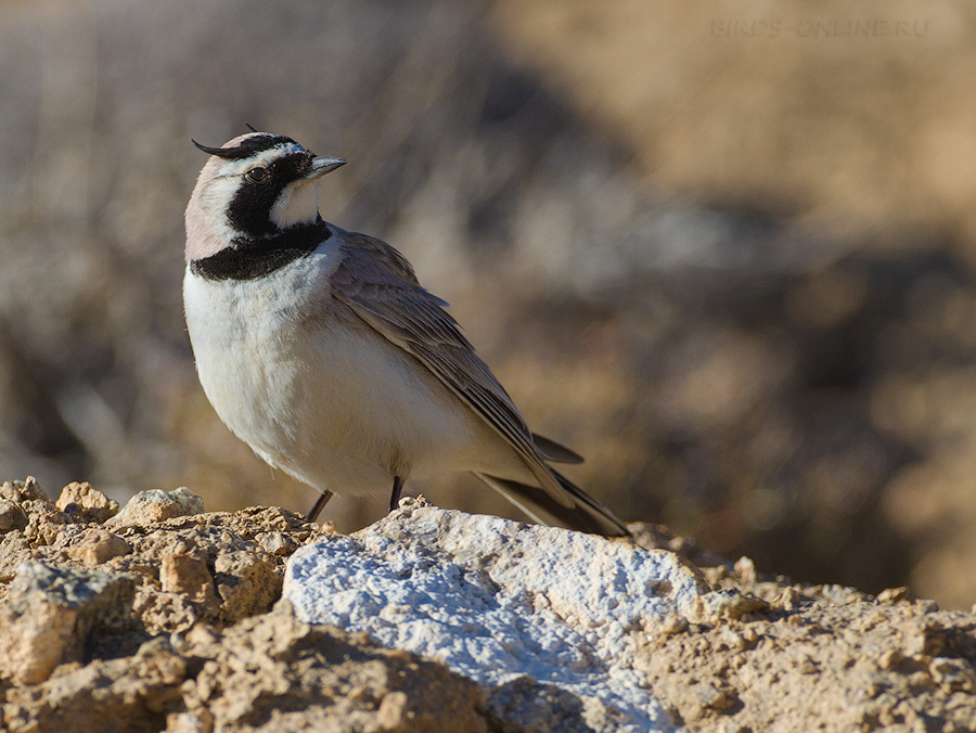 Жаворонок рогатый (Eremophila alpestris)
Eremophila alpestris albigula Bonaparte, 1850
Keywords: Жаворонок рогатый Eremophila alpestris tj2014