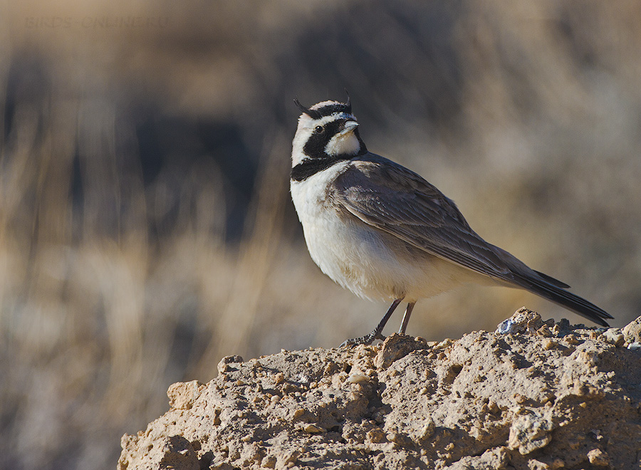 Жаворонок рогатый (Eremophila alpestris)
Eremophila alpestris albigula Bonaparte, 1850
Keywords: Жаворонок рогатый Eremophila alpestris tj2014