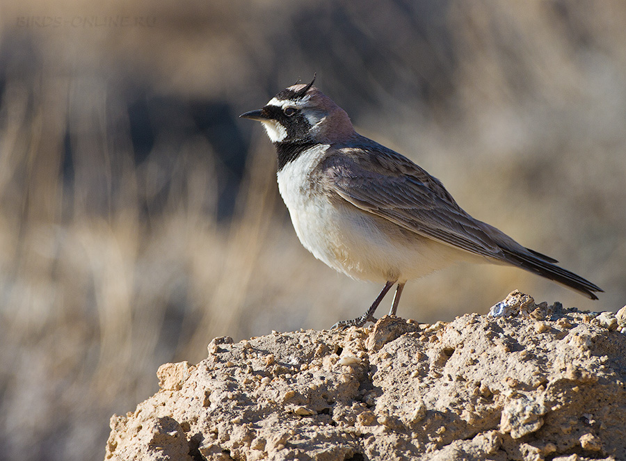 Жаворонок рогатый (Eremophila alpestris)
Eremophila alpestris albigula Bonaparte, 1850
Keywords: Жаворонок рогатый Eremophila alpestris tj2014