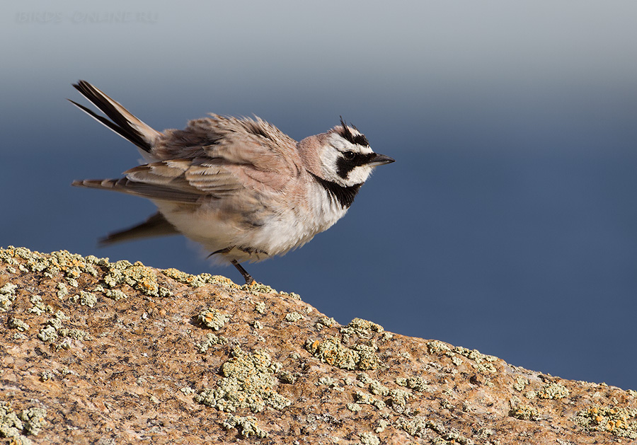 Рогатый жаворонок (Eremophila alpestris)
Eremophila alpestris altaica Meise, 1932
Keywords: Рогатый жаворонок Eremophila alpestris altay2012