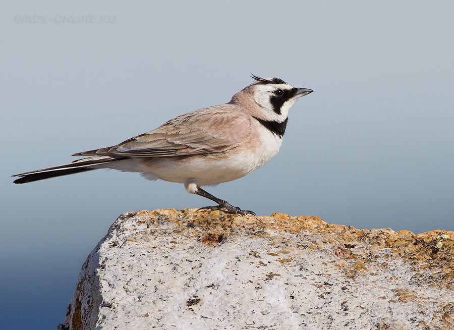 Рогатый жаворонок (Eremophila alpestris)
Eremophila alpestris altaica Meise, 1932
Keywords: Рогатый жаворонок Eremophila alpestris altay2012