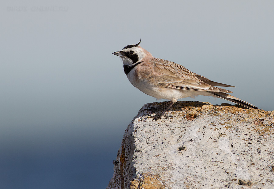 Рогатый жаворонок (Eremophila alpestris)
Eremophila alpestris altaica Meise, 1932
Keywords: Рогатый жаворонок Eremophila alpestris altay2012