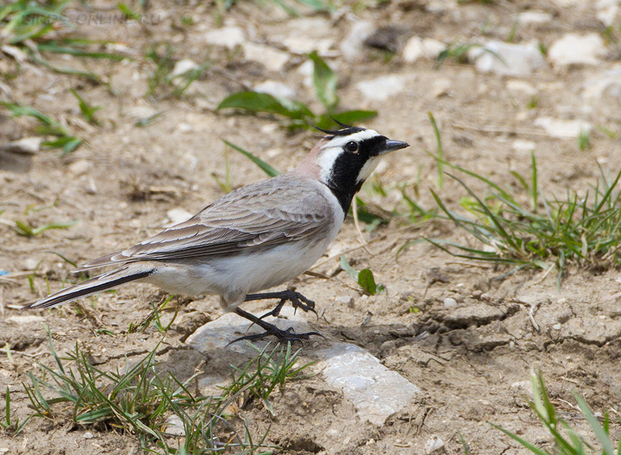 Рогатый жаворонок (Eremophila alpestris)
Eremophila alpestris penicillata Gould, 1838
Keywords: Рогатый жаворонок Eremophila alpestris kchr2014