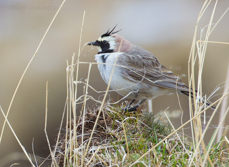 Рогатый жаворонок (Eremophila alpestris)
Eremophila alpestris penicillata Gould, 1838
Keywords: Рогатый жаворонок Eremophila alpestris kchr2014