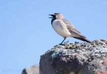 Рогатый жаворонок Eremophila alpestris azer2018
Eremophila alpestris penicillata Gould, 1838
Filename=8Z2A3037.jpg
Filesize=180KB
Dimensions=900x629
Date added=Aug 05, 2018 8Z2A3037.jpg