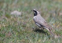 Рогатый жаворонок Eremophila alpestris azer2018
Eremophila alpestris penicillata Gould, 1838
Filename=8Z2A3219.jpg
Filesize=276KB
Dimensions=900x624
Date added=Aug 05, 2018 8Z2A3219.jpg