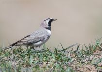 Рогатый жаворонок Eremophila alpestris azer2018
Eremophila alpestris penicillata Gould, 1838
Filename=8Z2A3238.jpg
Filesize=228KB
Dimensions=900x638
Date added=Aug 05, 2018 8Z2A3238.jpg