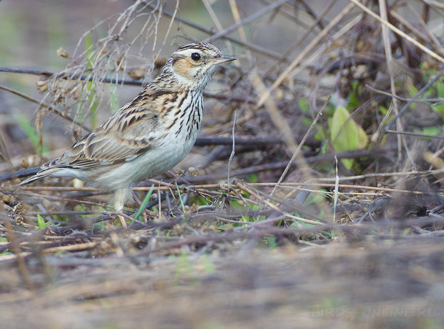 Жаворонок лесной (Lullula arborea)
Keywords: Жаворонок лесной Lullula arborea