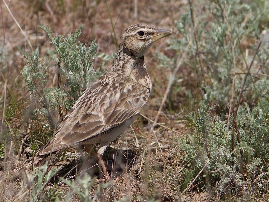 Жаворонок двупятнистый (Melanocorypha bimaculata)
Keywords: Жаворонок двупятнистый Melanocorypha bimaculata kz2010