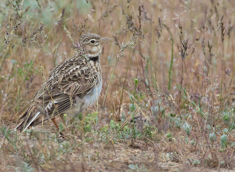 Жаворонок степной (Melanocorypha calandra)
Keywords: Жаворонок степной Melanocorypha calandra kalmykia2016