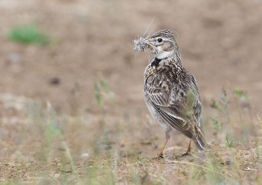 Жаворонок степной (Melanocorypha calandra)
Keywords: Жаворонок степной Melanocorypha calandra kalmykia2016