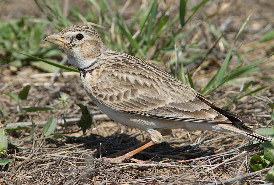 Жаворонок степной (Melanocorypha calandra)
Melanocorypha calandra psammochroa Hartert, 1904
Keywords: Жаворонок степной Melanocorypha calandra kz2010