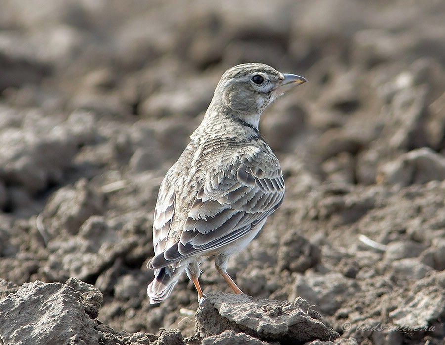 Жаворонок степной (Melanocorypha calandra)
Keywords: Жаворонок степной Melanocorypha calandra Odessa2008