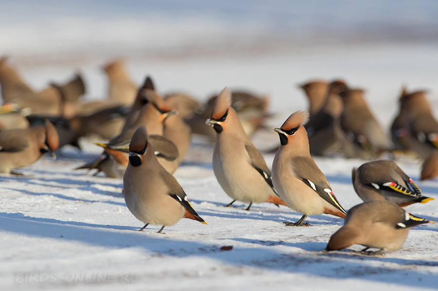 Свиристель (Bombycilla garrulus)
Keywords: Свиристель Bombycilla garrulus