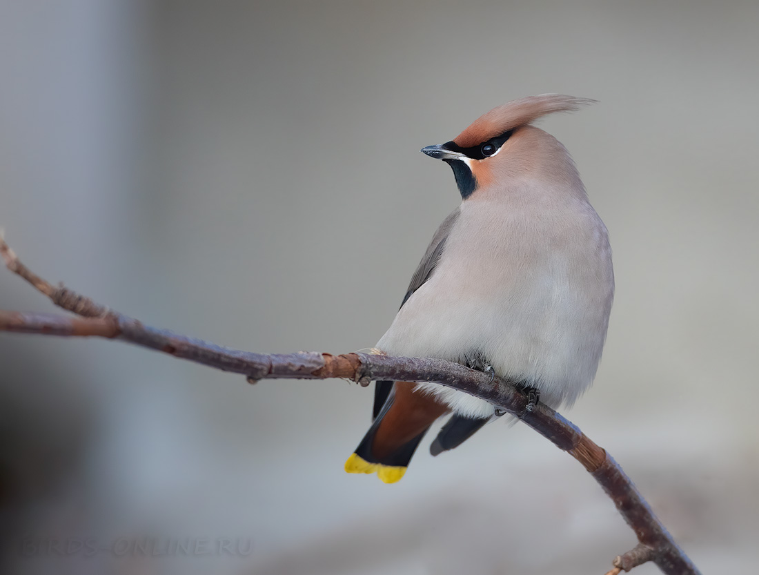 Свиристель Bombycilla garrulus
 
 Click to view full size image